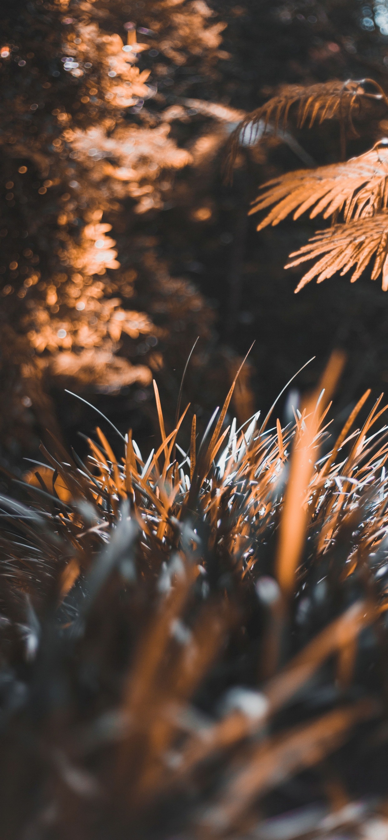 Обои дерево, лист, растение, солнечный свет, природа в разрешении 1242x2688