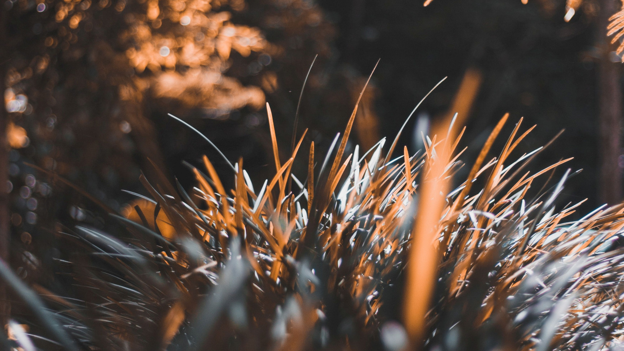 Обои дерево, лист, растение, солнечный свет, природа в разрешении 1280x720