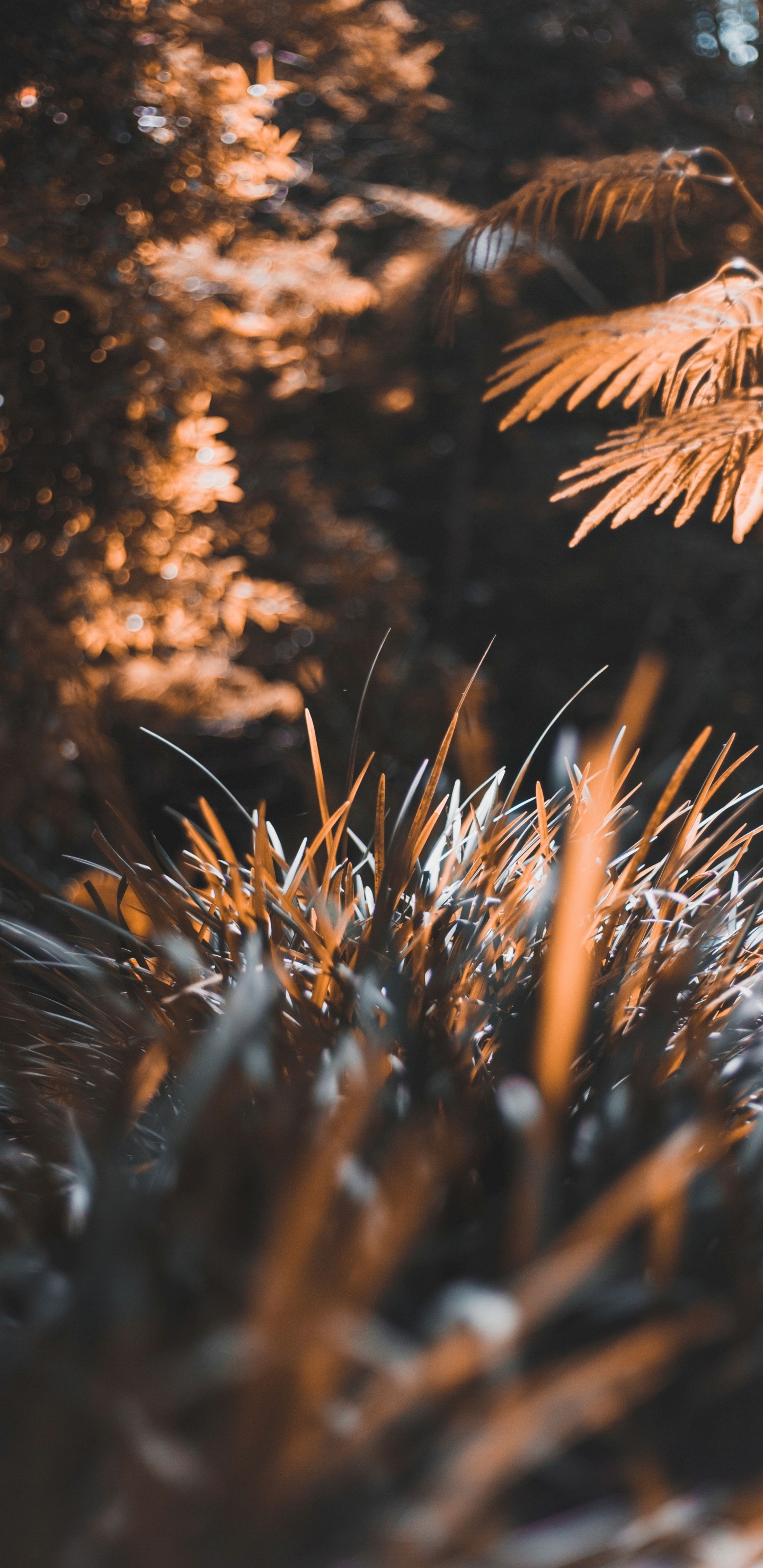 Обои дерево, лист, растение, солнечный свет, природа в разрешении 1440x2960