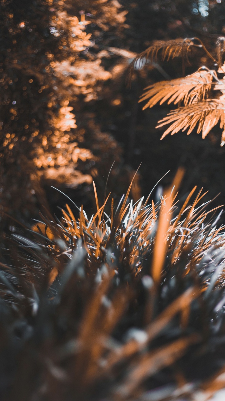 Обои дерево, лист, растение, солнечный свет, природа в разрешении 720x1280