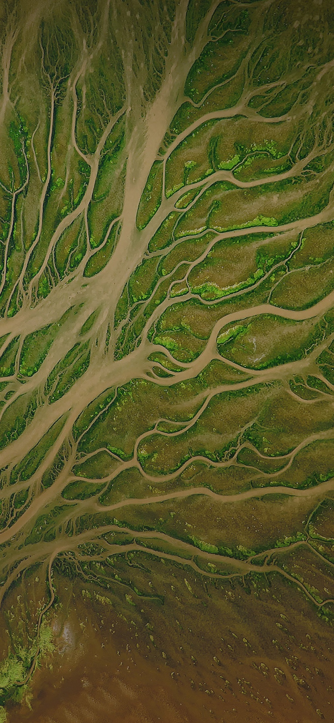 Обои ZTE, ZTE Blade V9, растительность, андроид, зеленый в разрешении 1125x2436