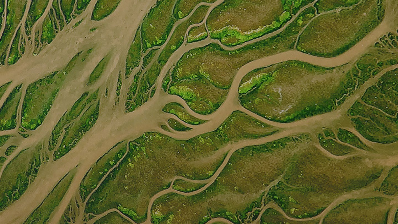 Обои ZTE, ZTE Blade V9, растительность, андроид, зеленый в разрешении 1366x768