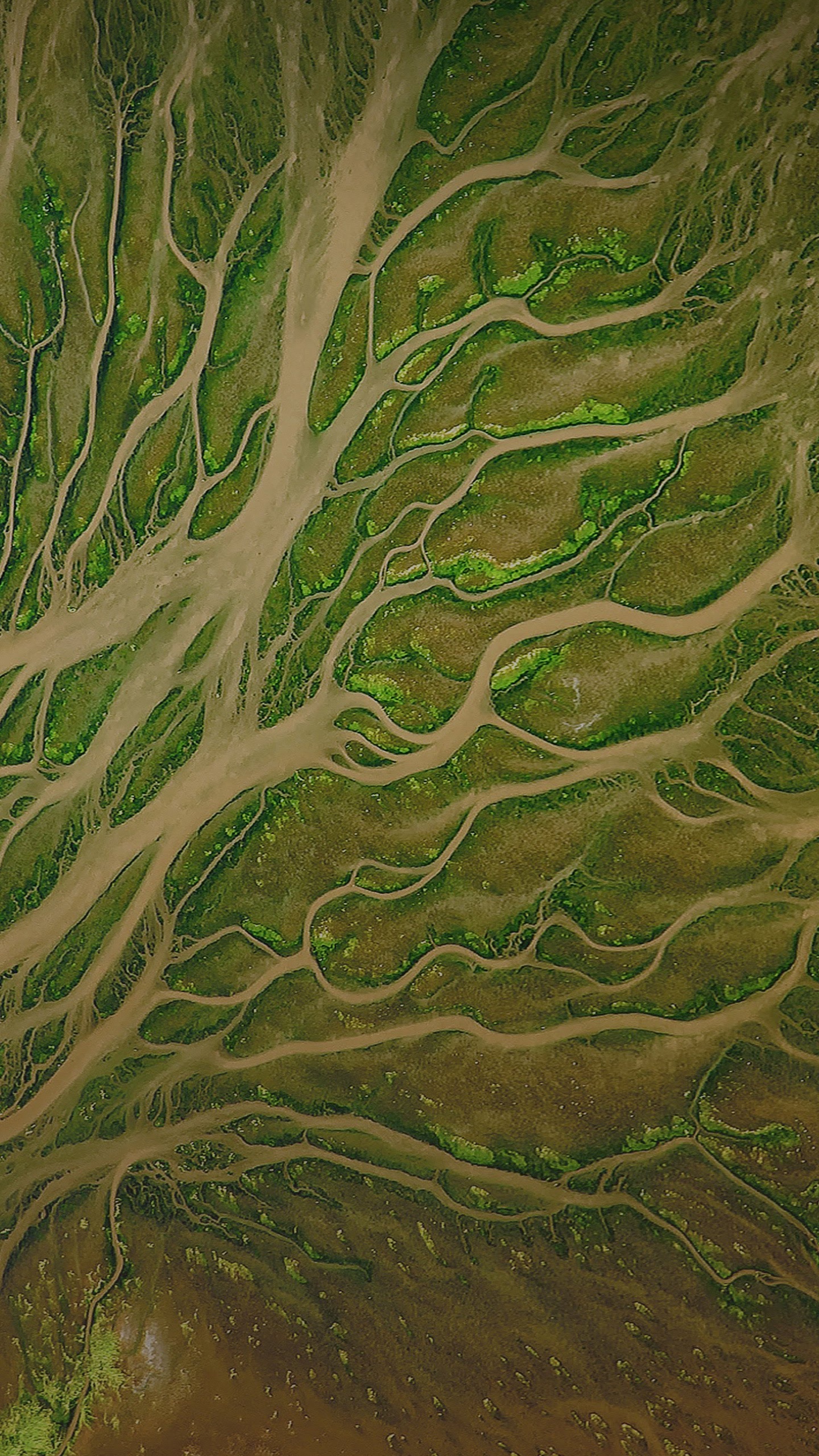 Обои ZTE, ZTE Blade V9, растительность, андроид, зеленый в разрешении 1440x2560