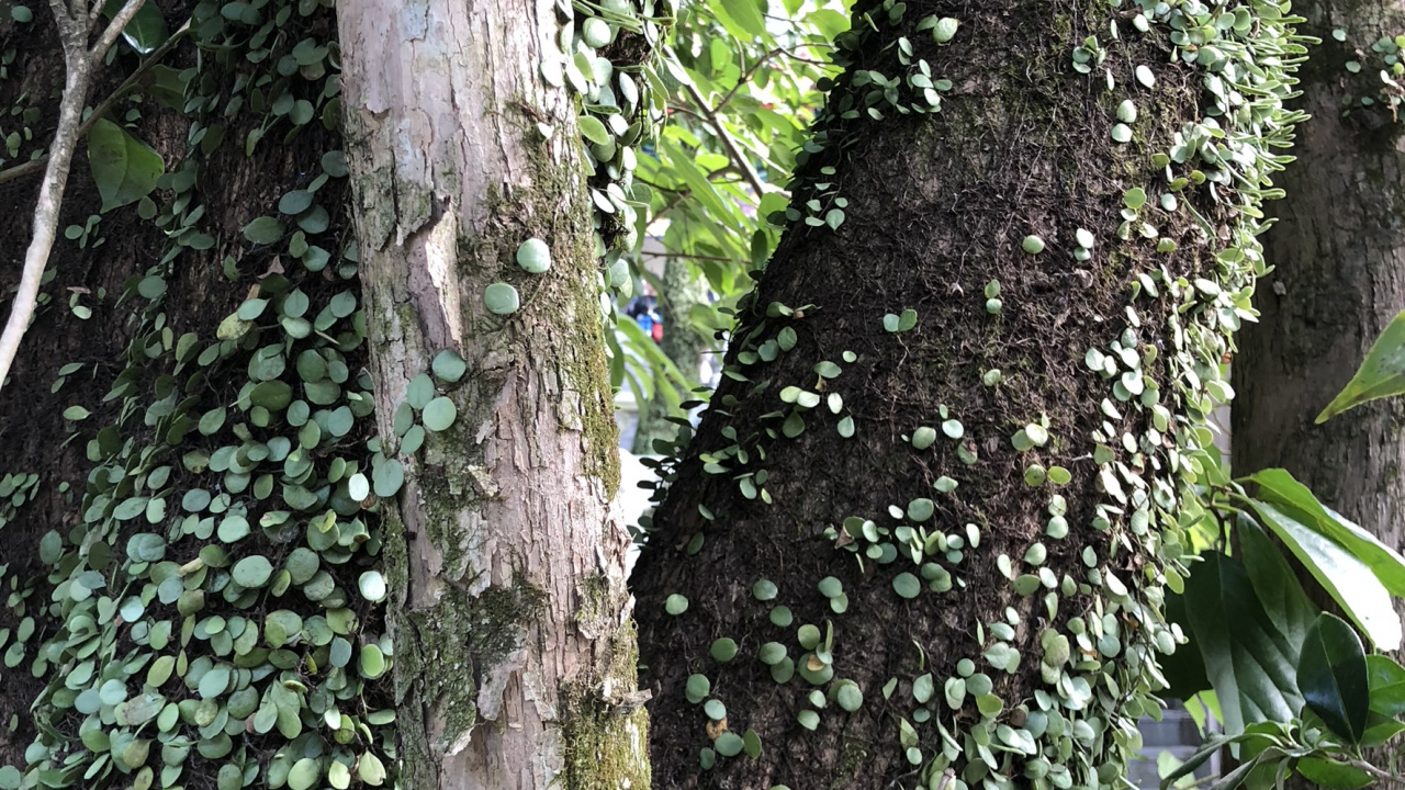 Обои дерево, стебель растения, наука, биология, древесные растения в разрешении 1280x720