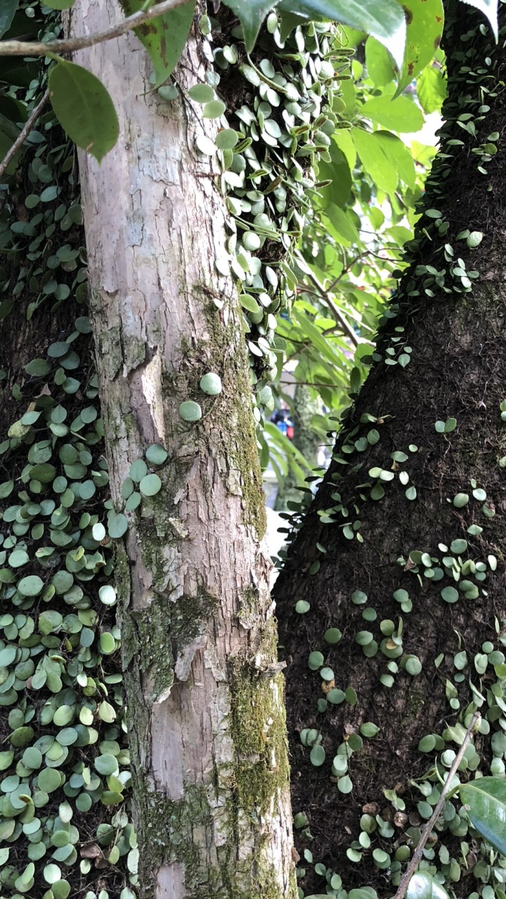 Обои дерево, стебель растения, наука, биология, древесные растения в разрешении 720x1280