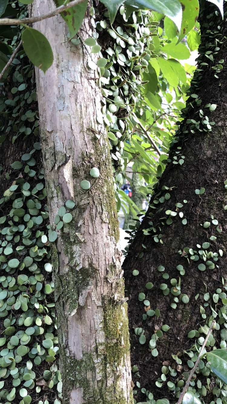 Обои дерево, стебель растения, наука, биология, древесные растения в разрешении 750x1334