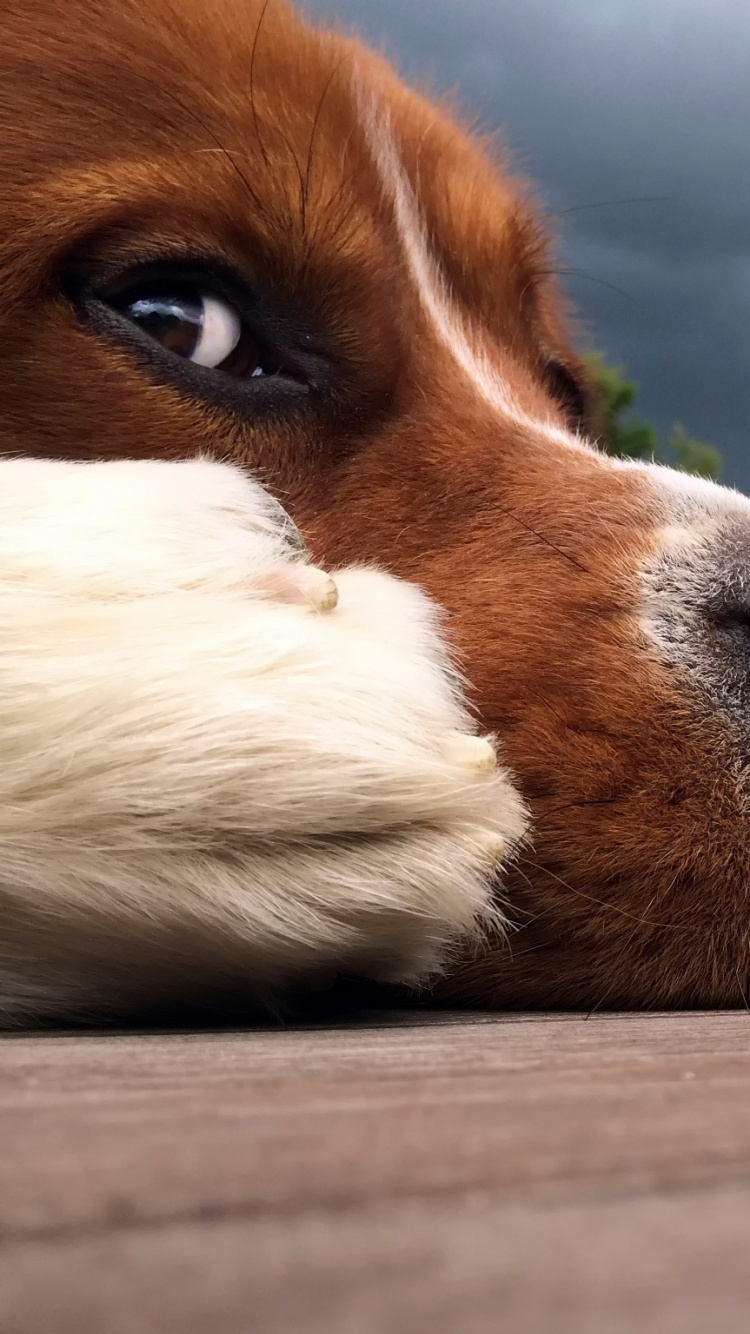 Обои морда, собака породы, собака компаньон, щенок, собака в разрешении 750x1334