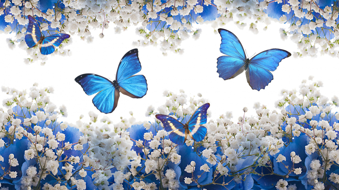Обои насекомое, синий, бабочка, мотыльки и бабочки, цветок в разрешении 1366x768