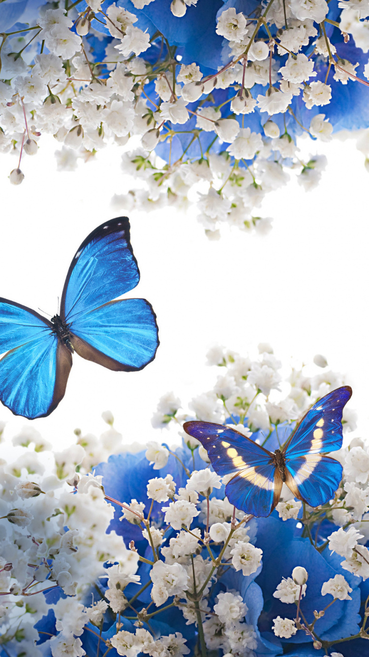 Обои насекомое, синий, бабочка, мотыльки и бабочки, цветок в разрешении 750x1334