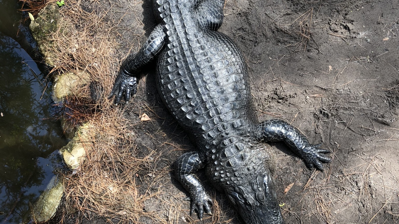 Обои крокодил, американский Аллигатор, нильский крокодил, крокодилы, крокодилино в разрешении 1280x720