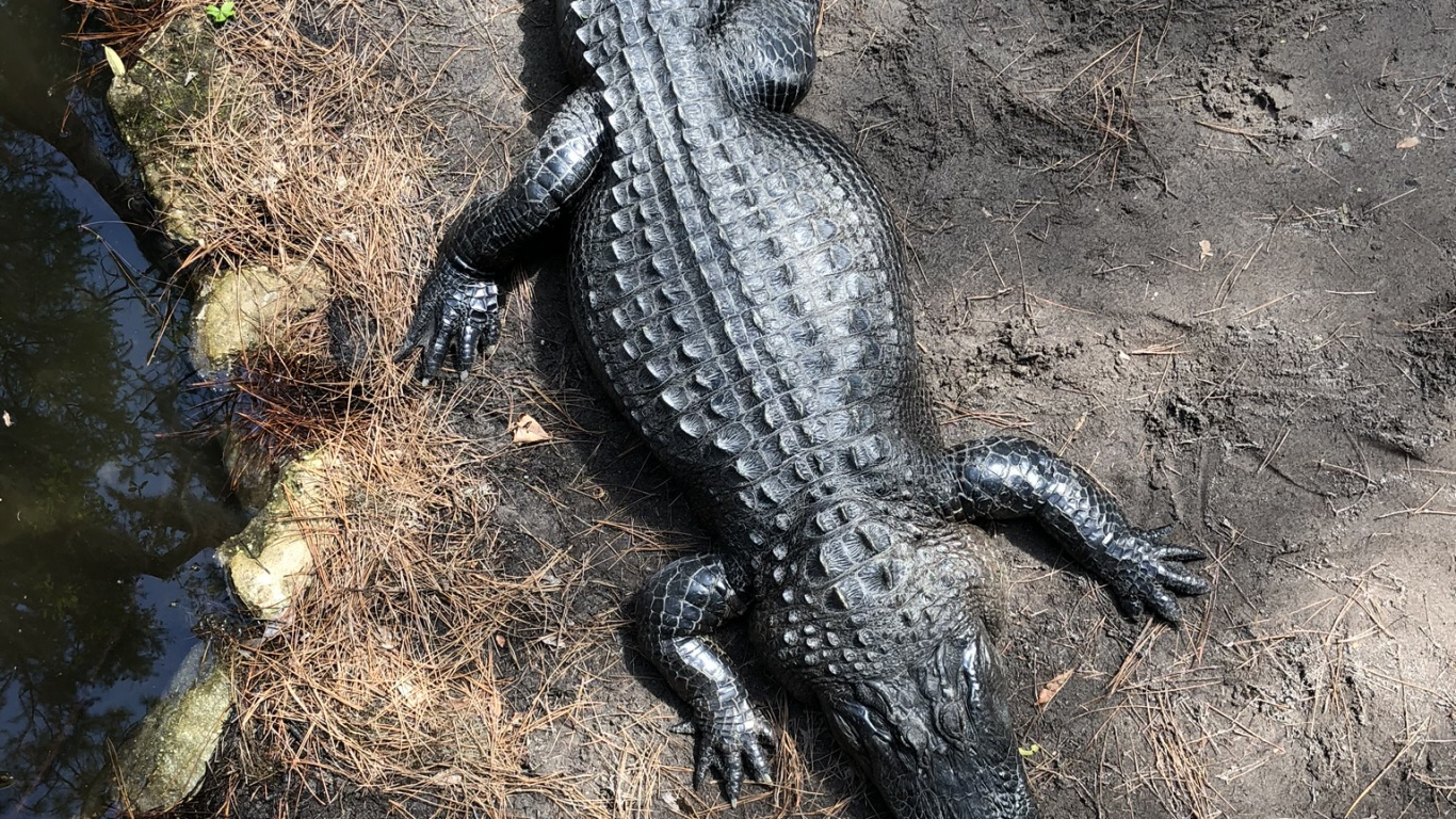 Обои крокодил, американский Аллигатор, нильский крокодил, крокодилы, крокодилино в разрешении 1366x768