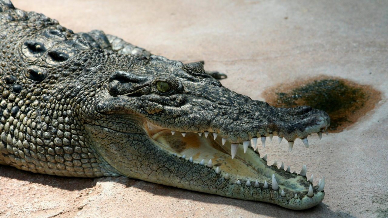 Обои нильский крокодил, крокодилы, крокодилино, крокодил, Аллигатор в разрешении 1280x720