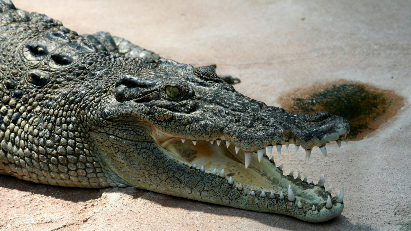 Обои нильский крокодил, крокодилы, крокодилино, крокодил, Аллигатор в разрешении 1366x768