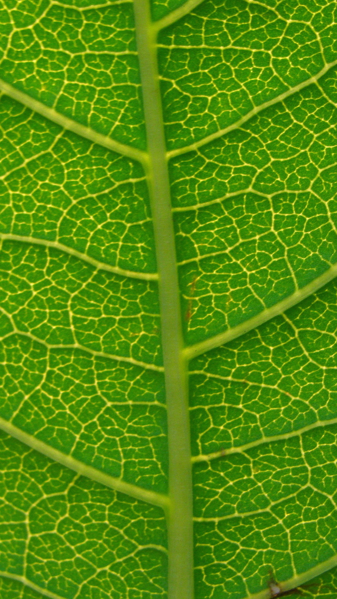 Обои лист, растение, зеленый, фитопатология, завод в разрешении 1080x1920