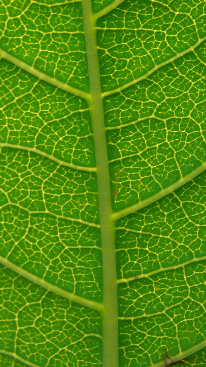 Обои лист, растение, зеленый, фитопатология, завод в разрешении 720x1280