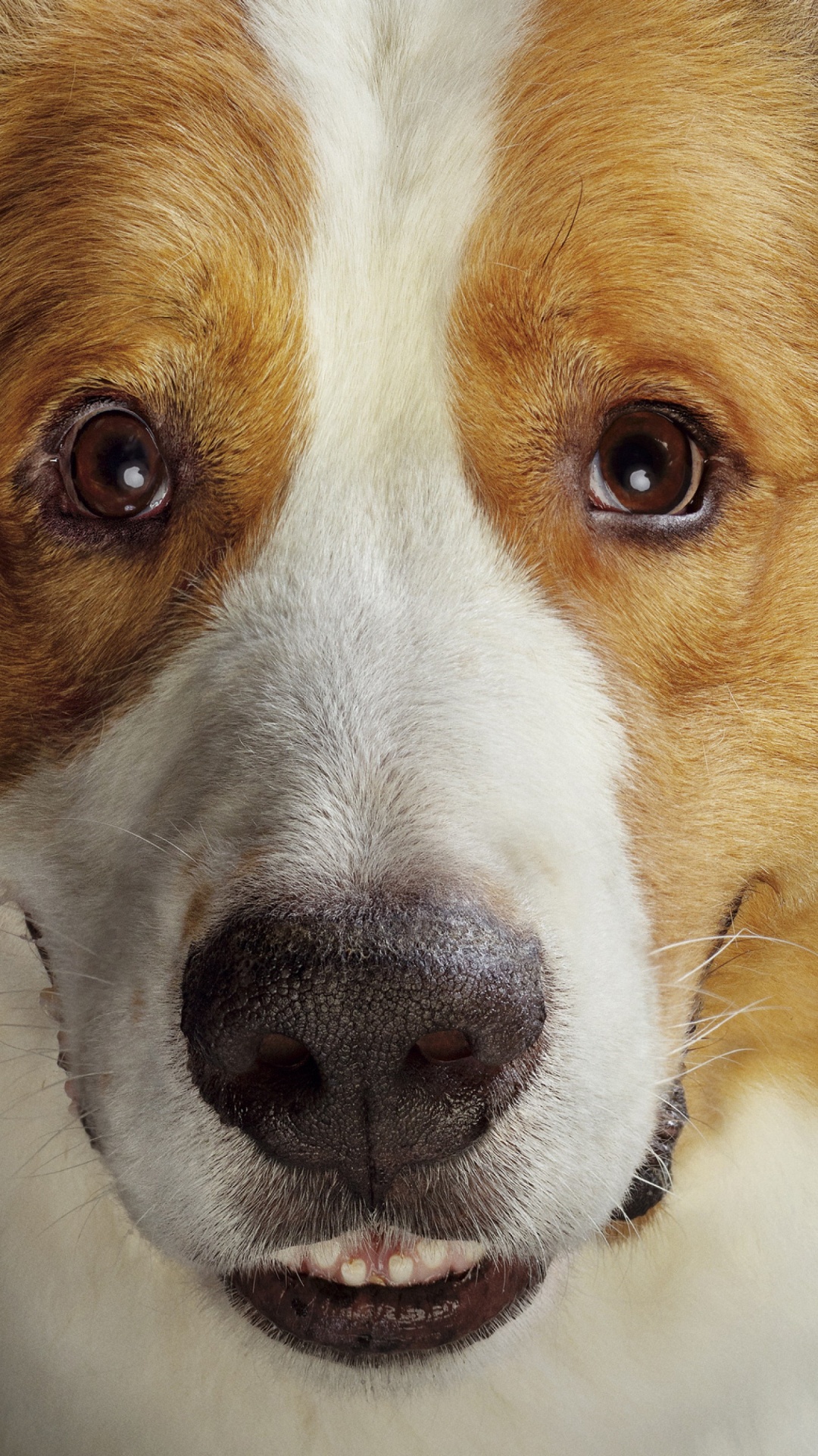 Обои Бейли Путешествие с собаками, щенок, бигль, пес, растение в разрешении 1080x1920