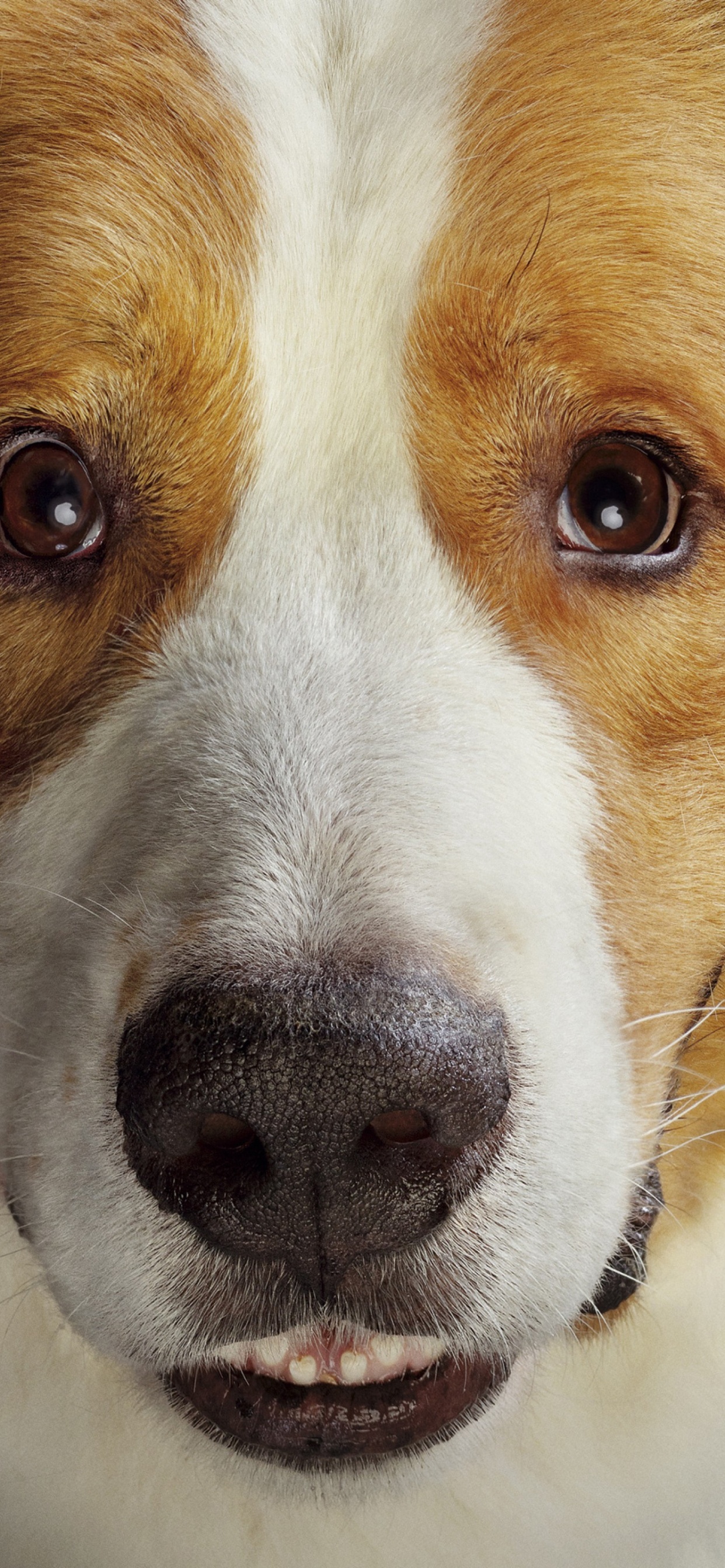 Обои Бейли Путешествие с собаками, щенок, бигль, пес, растение в разрешении 1242x2688