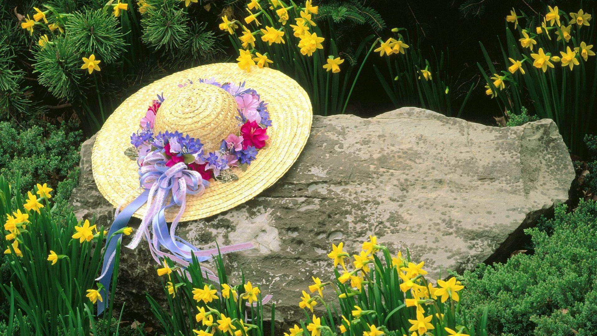 Обои растение, сад, весна, полевой цветок, Ботанический сад в разрешении 1920x1080