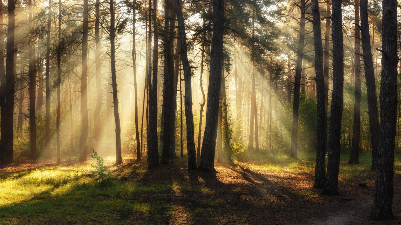 Обои лес, дерево, природа, лесистая местность, солнечный свет в разрешении 1280x720