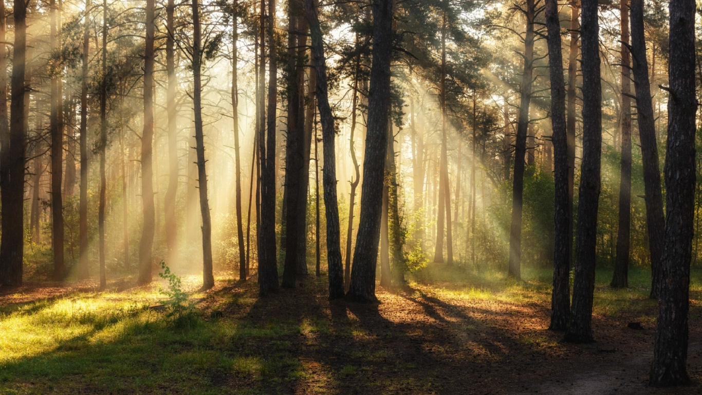 Обои лес, дерево, природа, лесистая местность, солнечный свет в разрешении 1366x768