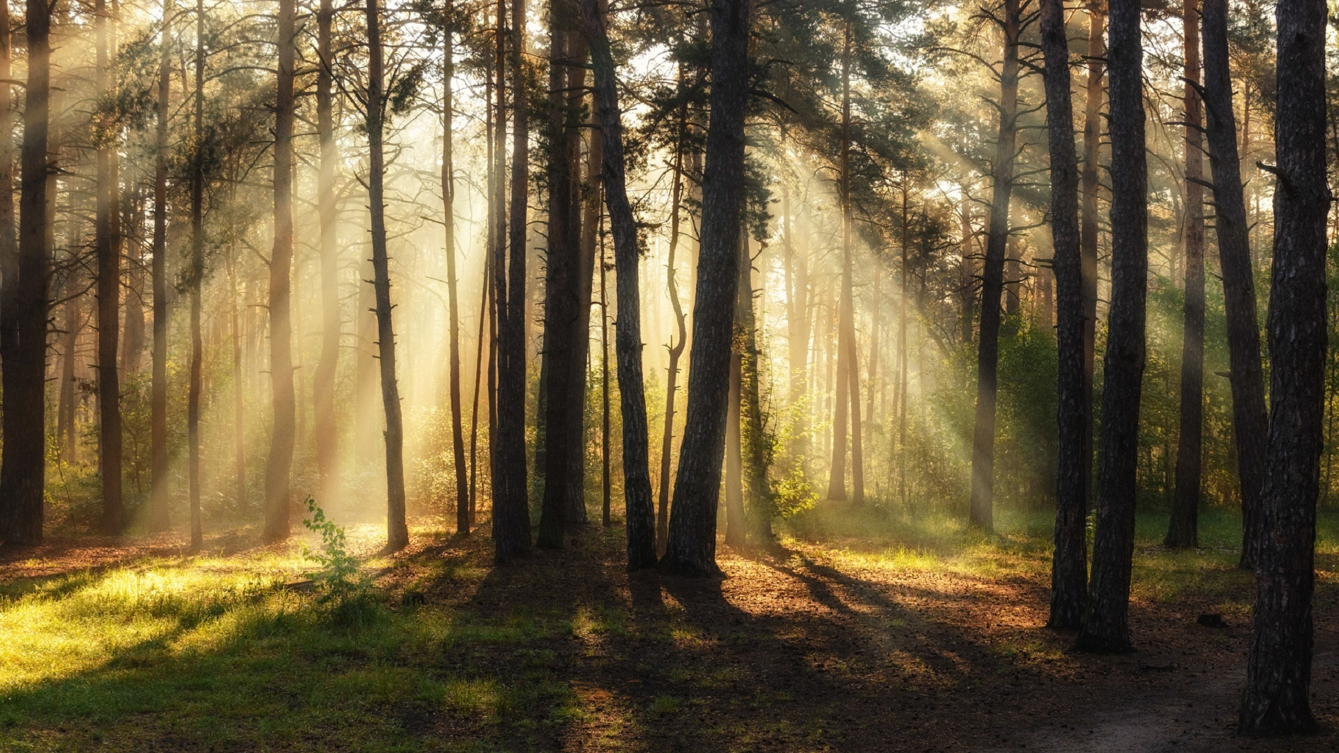 Обои лес, дерево, природа, лесистая местность, солнечный свет в разрешении 1920x1080