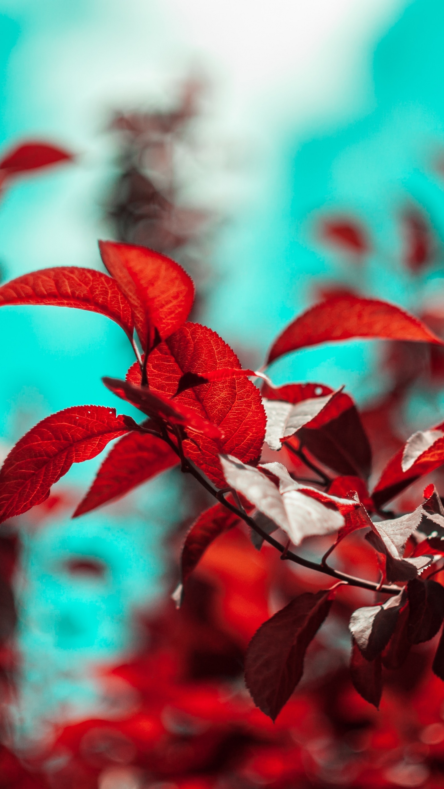 Обои ветвь, лист, красный цвет, красочность, зеленый в разрешении 1440x2560