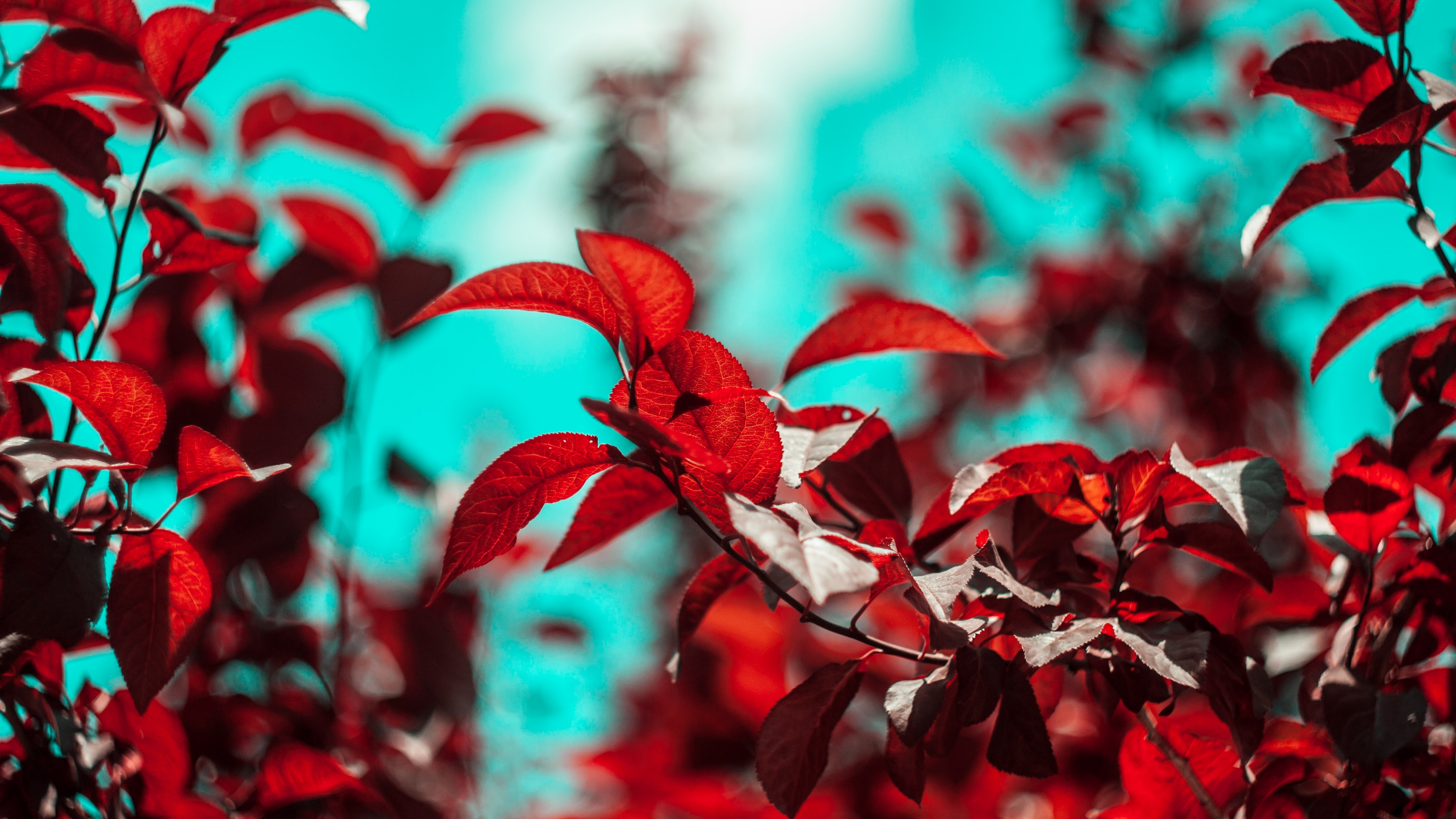 Обои ветвь, лист, красный цвет, красочность, зеленый в разрешении 3840x2160