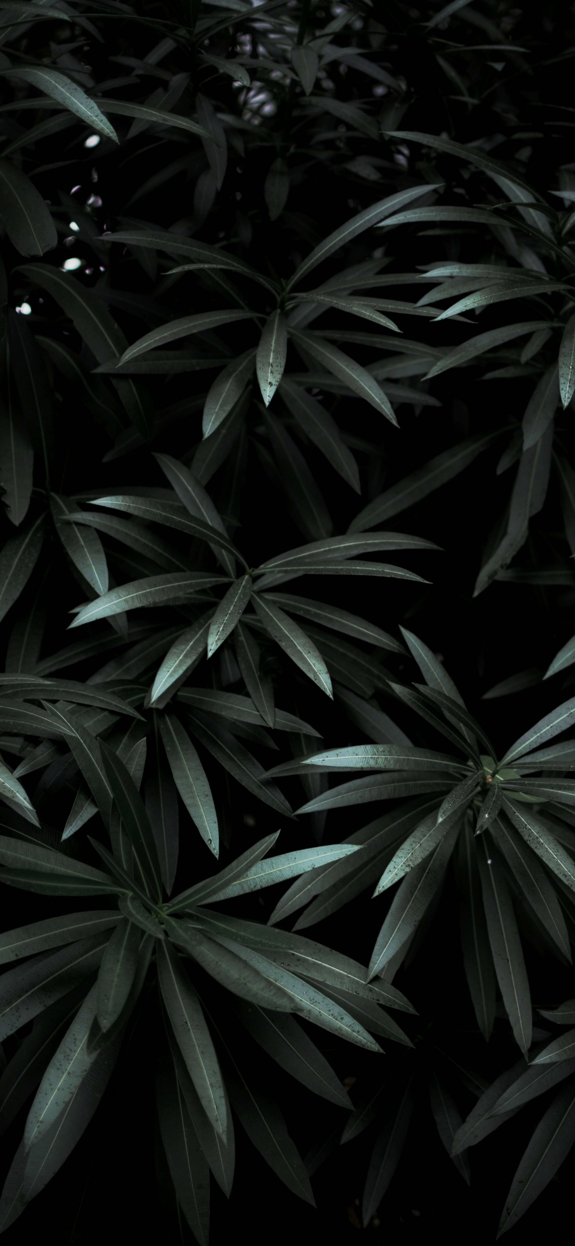 Обои лист, черный, наземное растение, растение, монохромный в разрешении 1125x2436