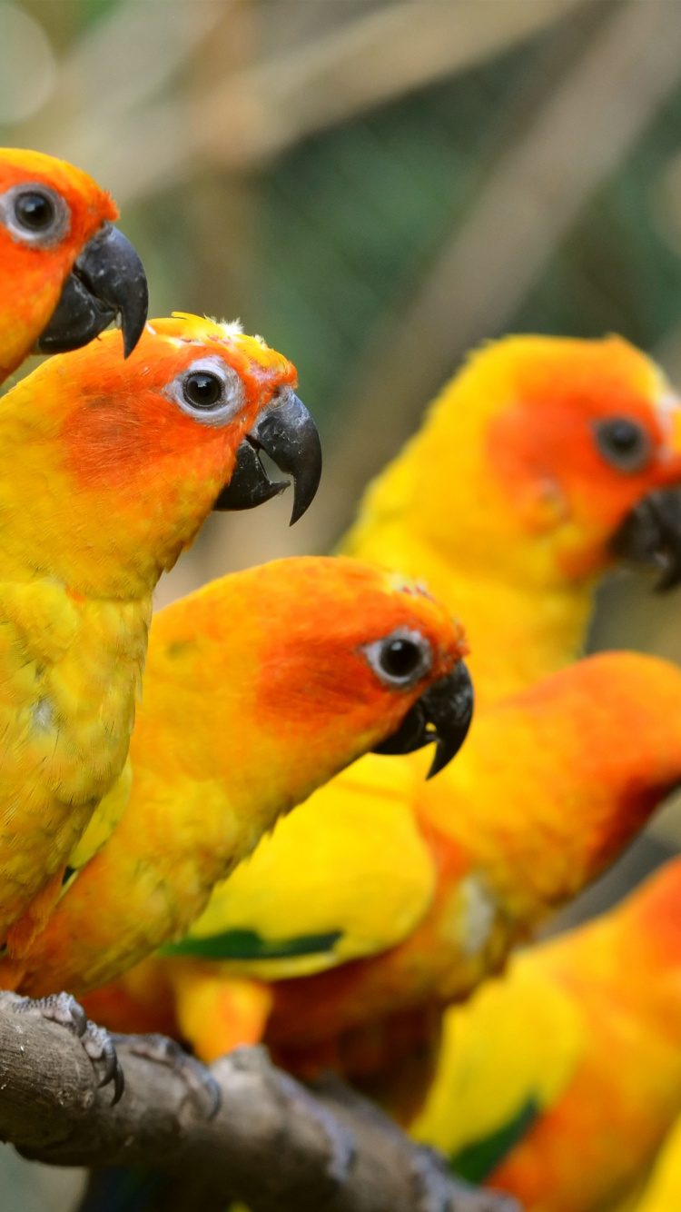Обои солнечная аратинга, Золотой попугай, Ара, аратинга, птица в разрешении 750x1334