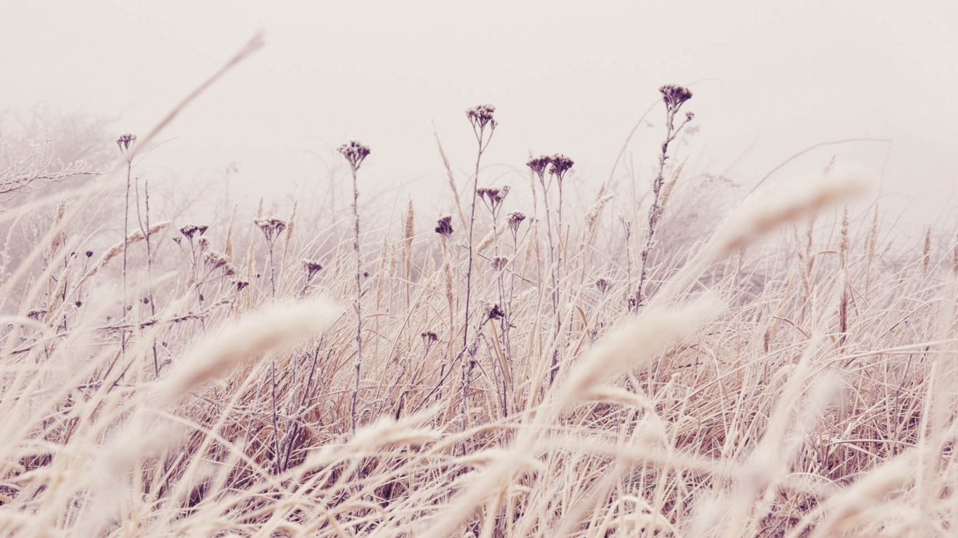 Обои зима, рнга, растение, семейство травы, цветок в разрешении 1366x768