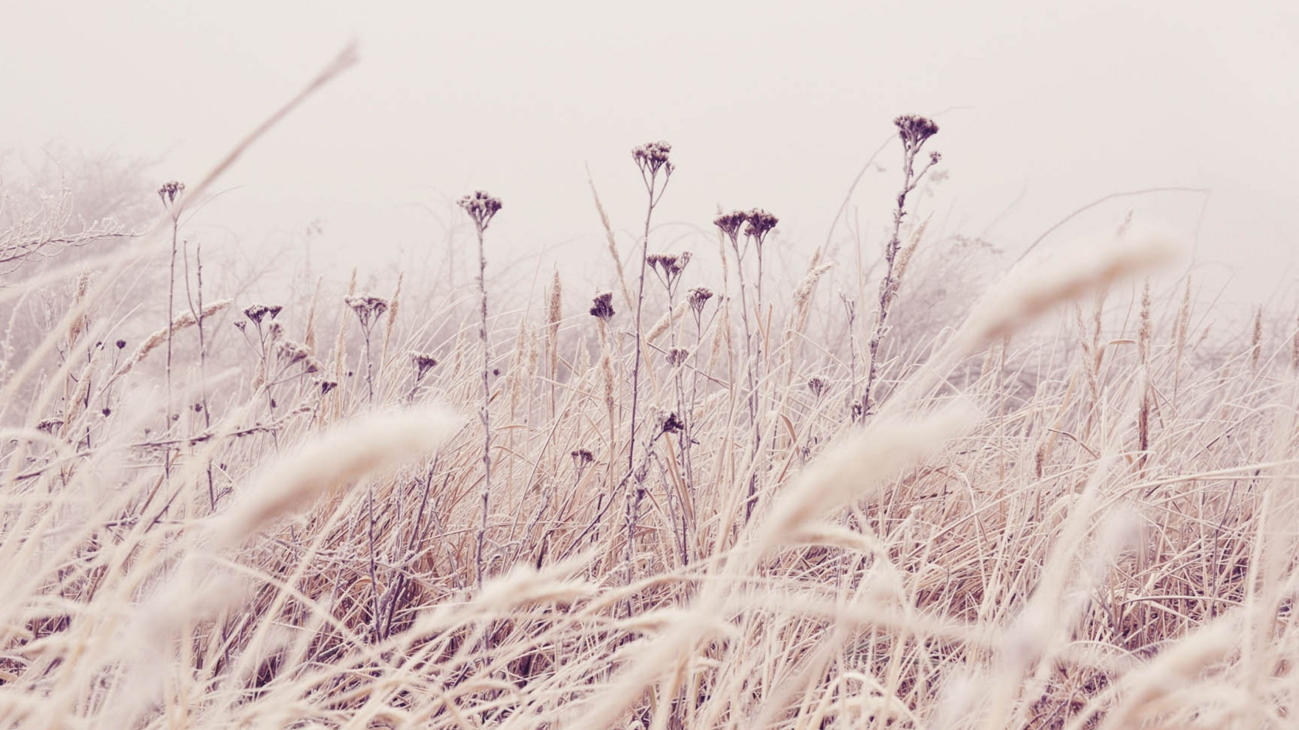 Обои зима, рнга, растение, семейство травы, цветок в разрешении 2560x1440