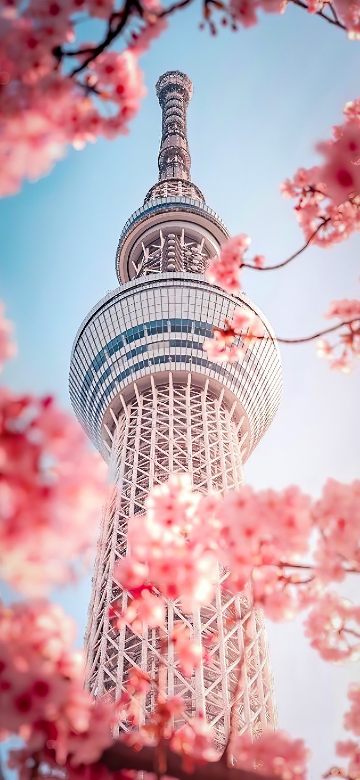 Обои корейская красота, Сеул, корейский, цветок, дневное время в разрешении 1242x2688