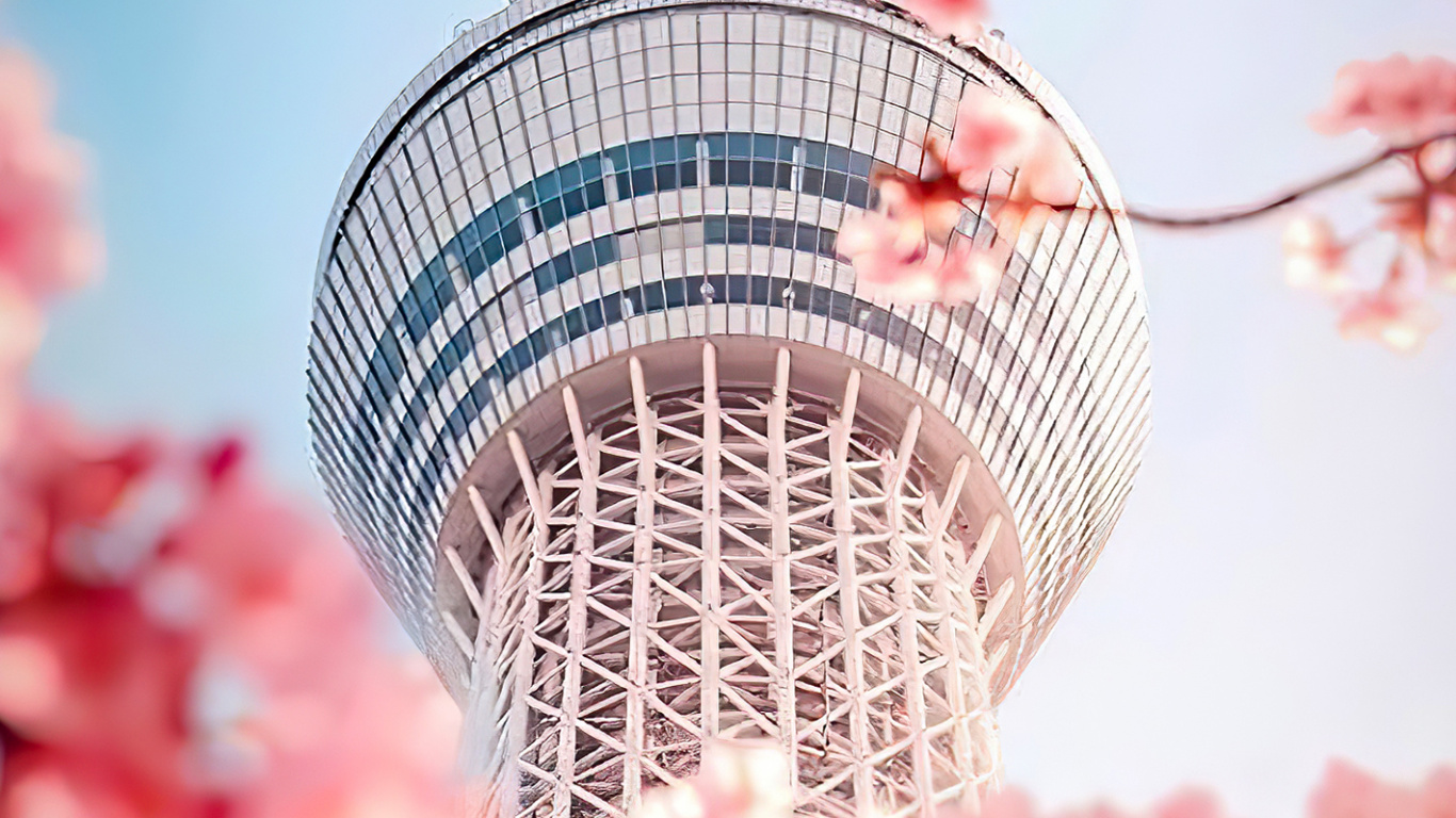 Обои корейская красота, Сеул, корейский, цветок, дневное время в разрешении 1366x768