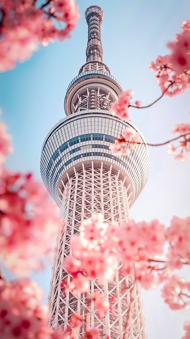 Обои корейская красота, Сеул, корейский, цветок, дневное время в разрешении 720x1280