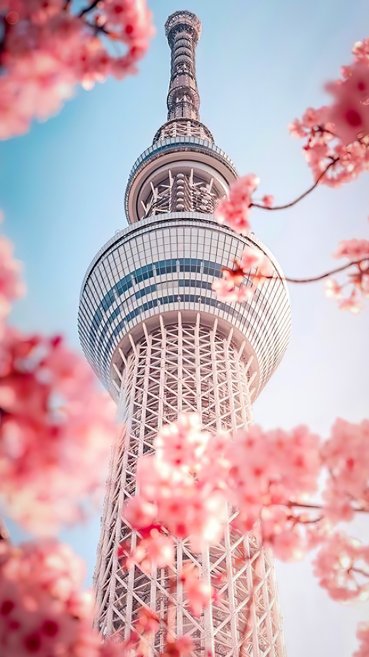 Обои корейская красота, Сеул, корейский, цветок, дневное время в разрешении 750x1334