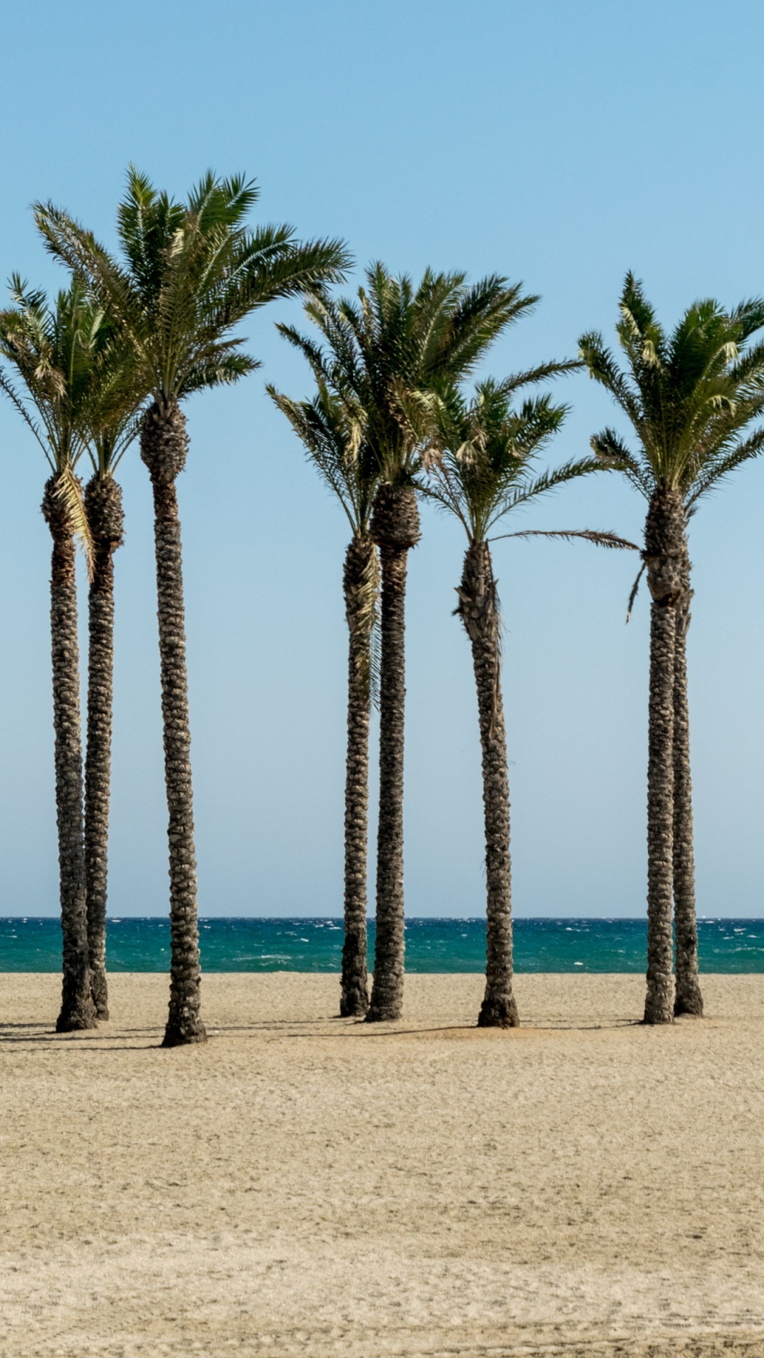 Обои море, пляж, дерево, Пальма, растение в разрешении 1080x1920