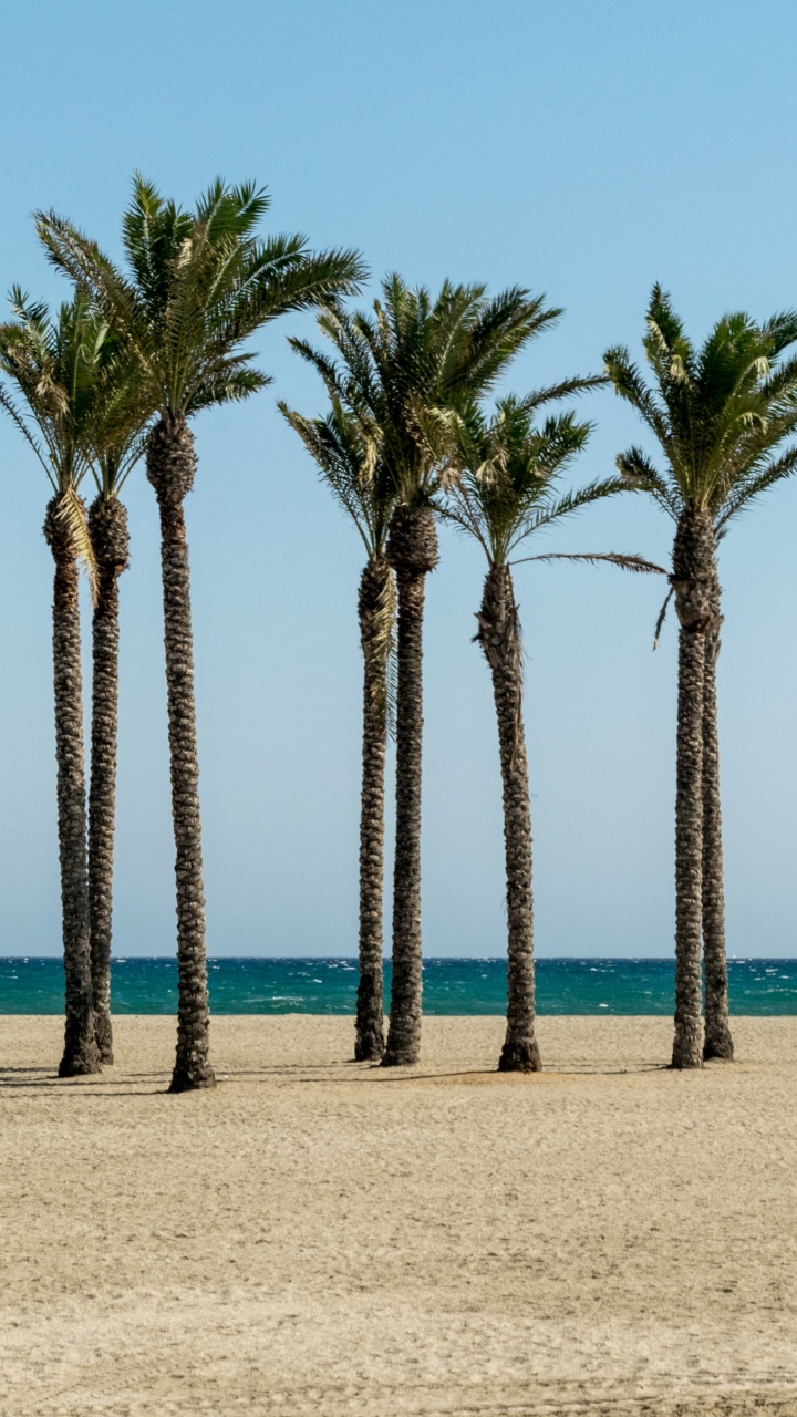 Обои море, пляж, дерево, Пальма, растение в разрешении 720x1280