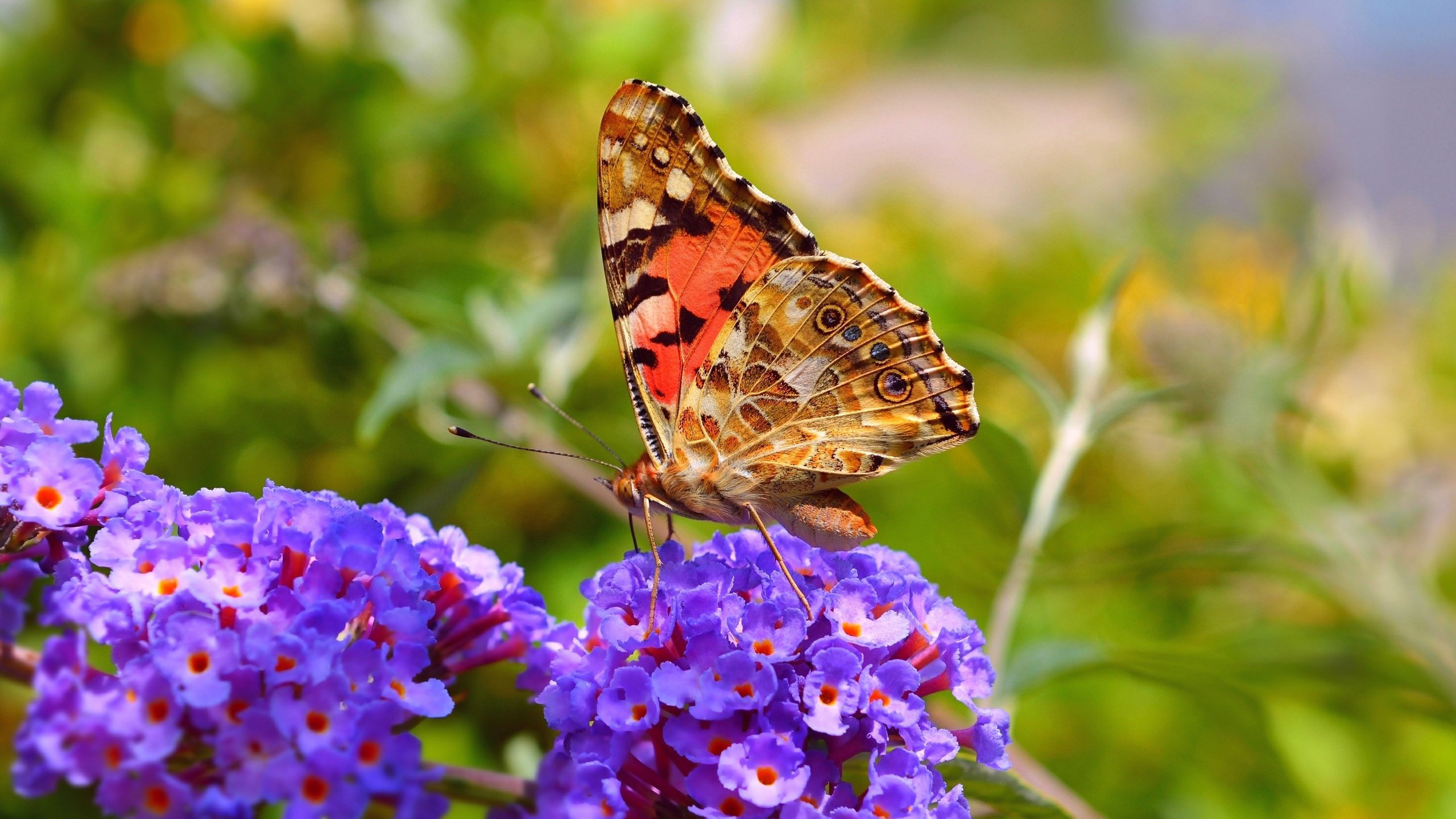 Обои нектар, бабочкамонарх, насекомое, цветок, мотыльки и бабочки в разрешении 2560x1440