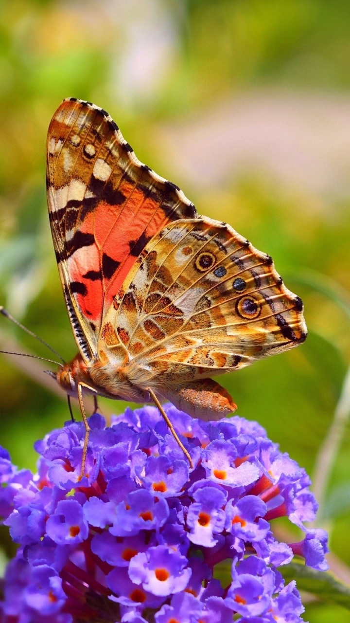 Обои нектар, бабочкамонарх, насекомое, цветок, мотыльки и бабочки в разрешении 720x1280
