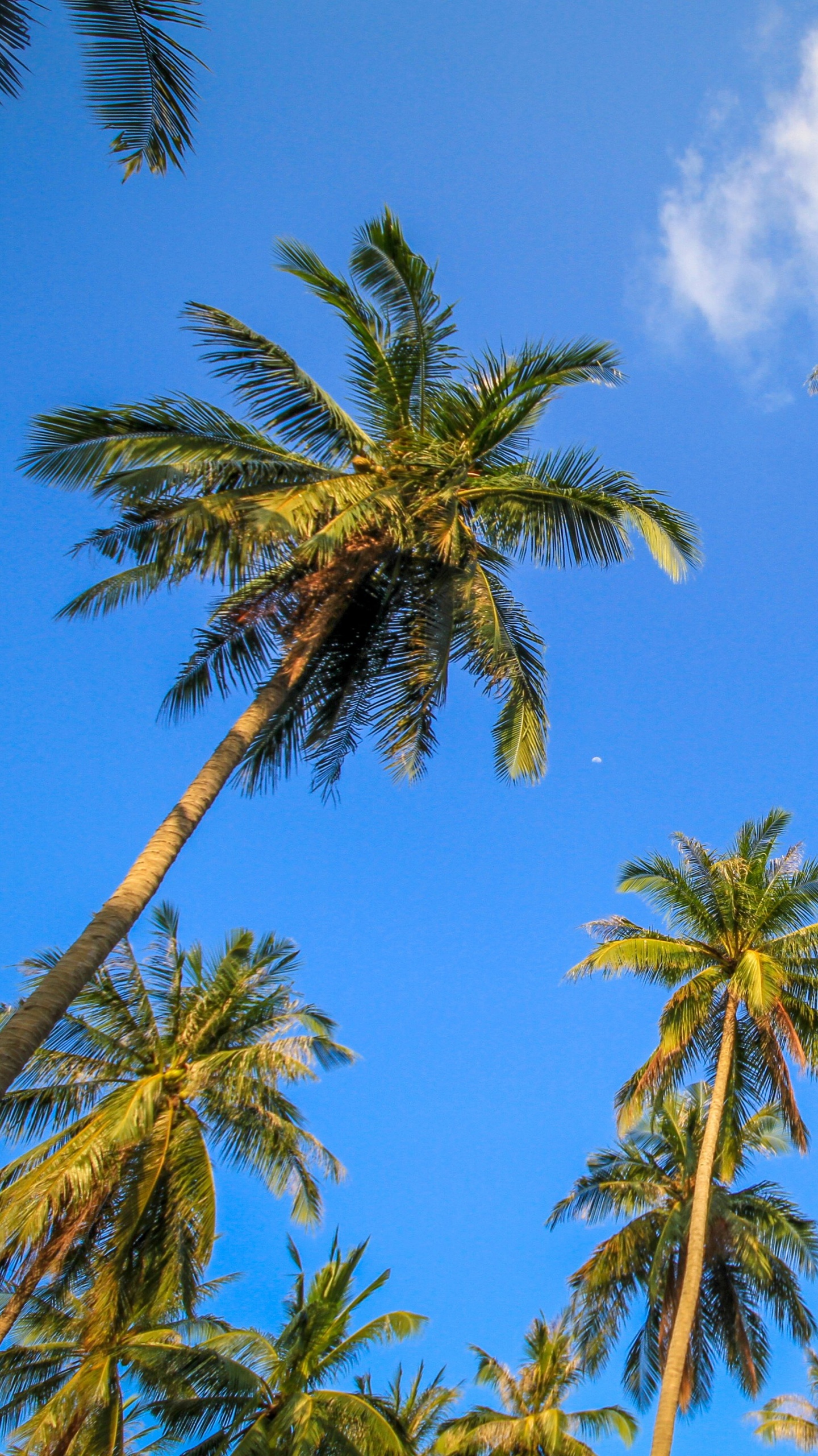 Обои дерево, Пальма, растительность, дневное время, финиковая пальма в разрешении 1440x2560