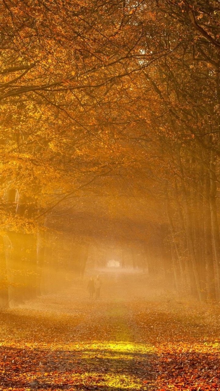 Обои саксонская Швейцария, природа, солнечный свет, лес, лесистая местность в разрешении 720x1280