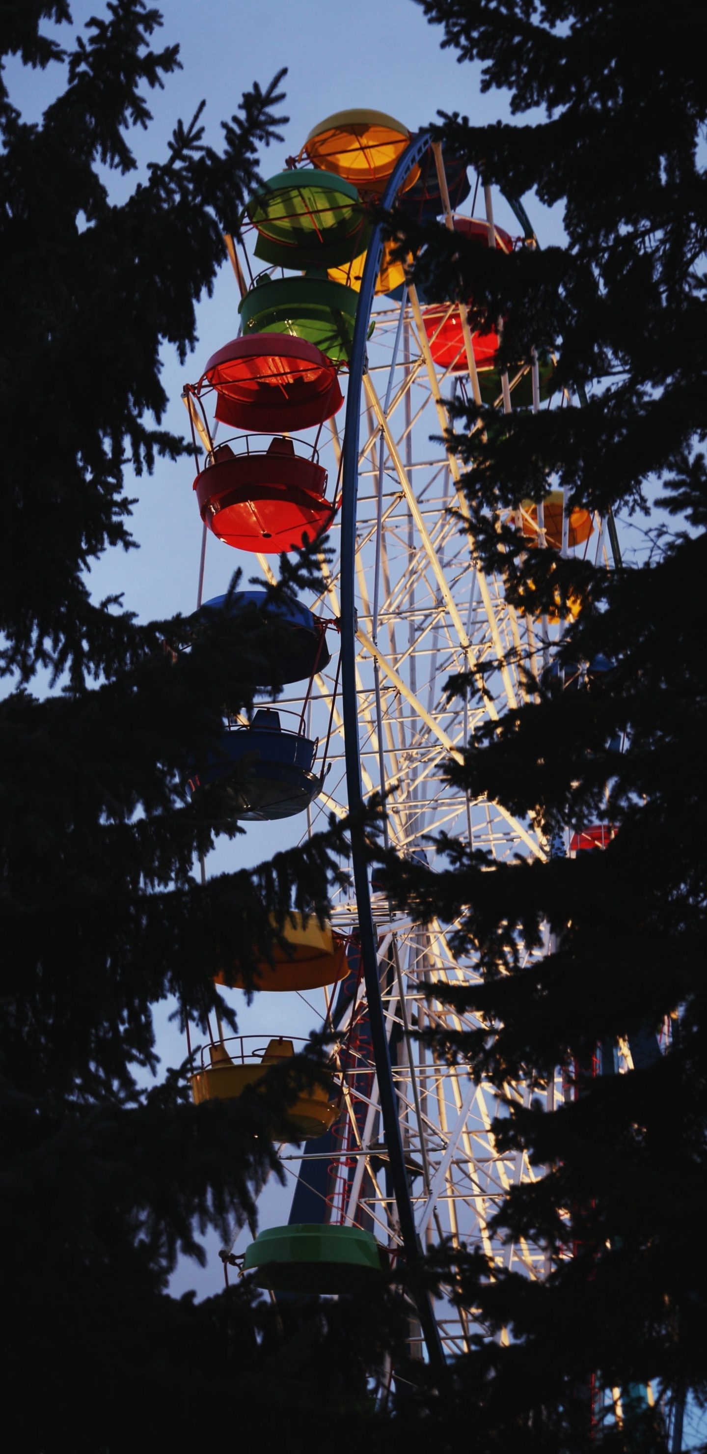 Обои дерево, растение, достопримечательность, небо, туризм в разрешении 1440x2960