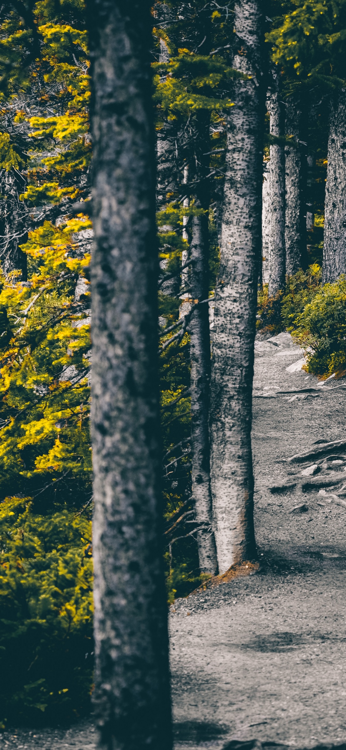 Обои природа, дерево, окружающая среда, лес, лист в разрешении 1125x2436