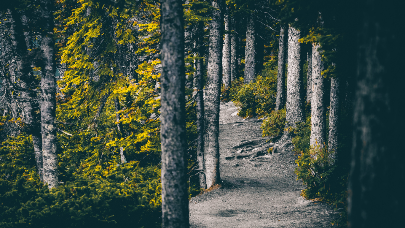 Обои природа, дерево, окружающая среда, лес, лист в разрешении 1366x768