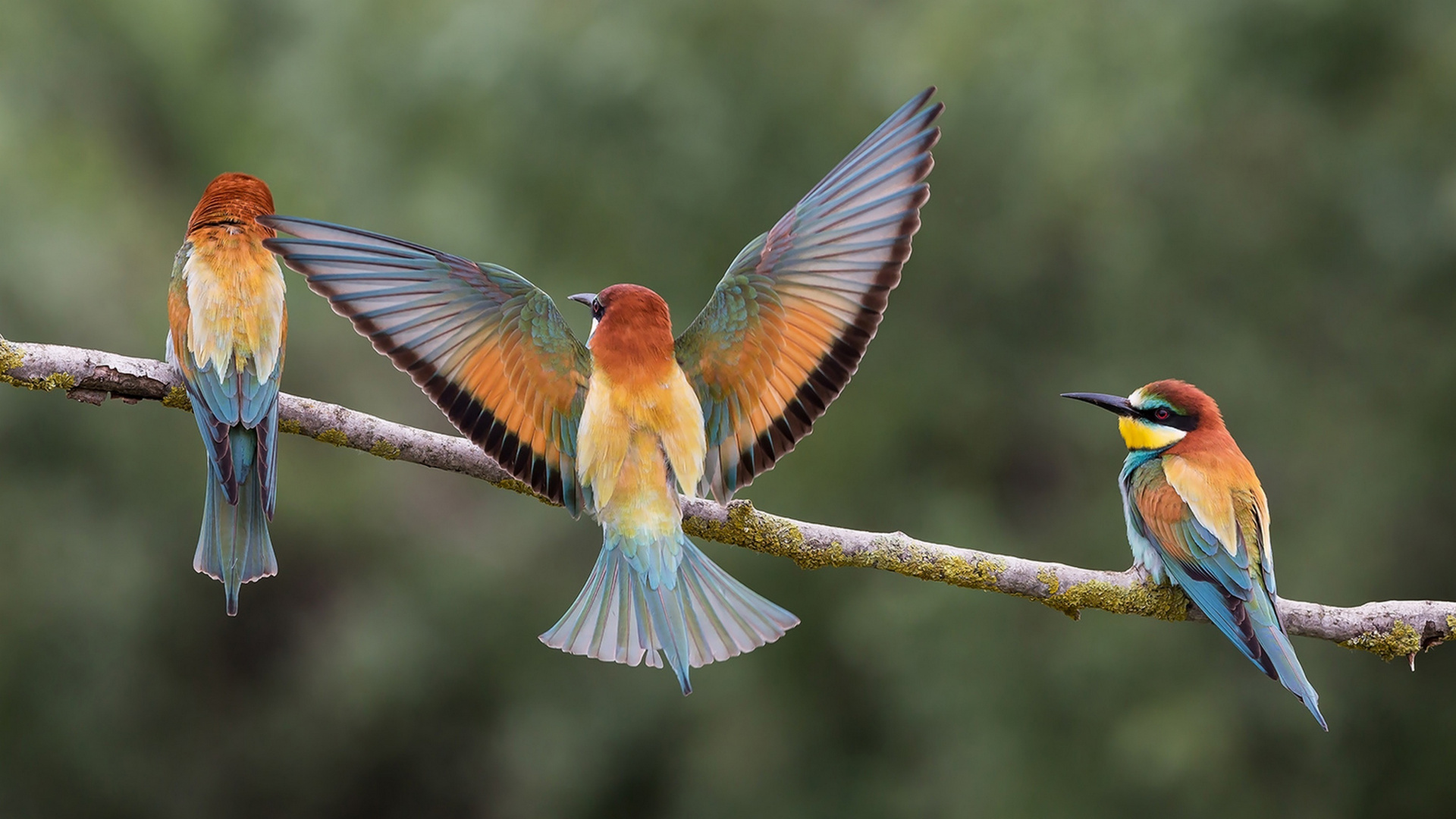 Обои птица, клюв, пчелоед, ракшеобразных, живая природа в разрешении 1920x1080