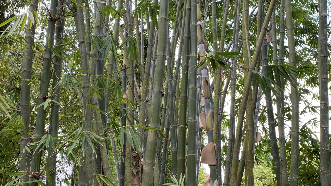 Обои бамбук, биом, стебель растения, старовозрастные леса, растительность в разрешении 1366x768