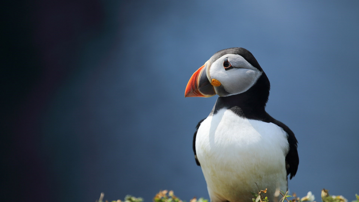 Обои Атлантический Буревестник, морская птица, птица, тупик, клюв в разрешении 1366x768