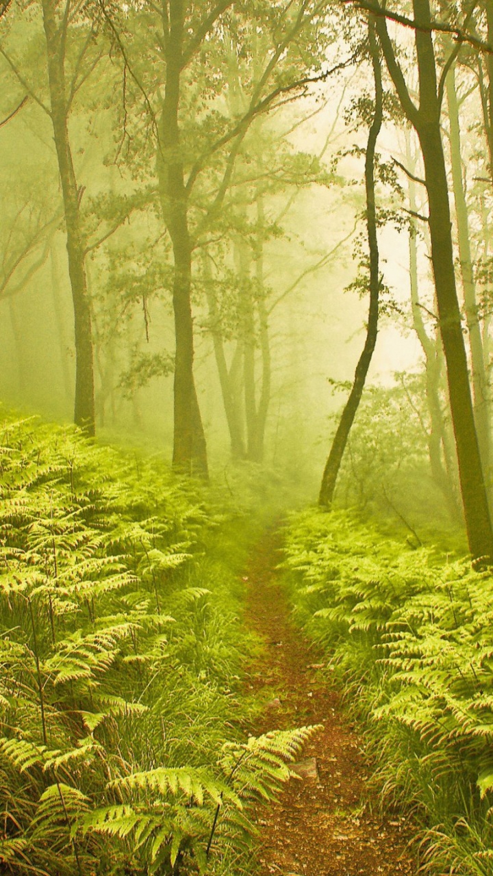Обои лесная тропинка, природа, лес, растительность, Лес Дождя в разрешении 720x1280