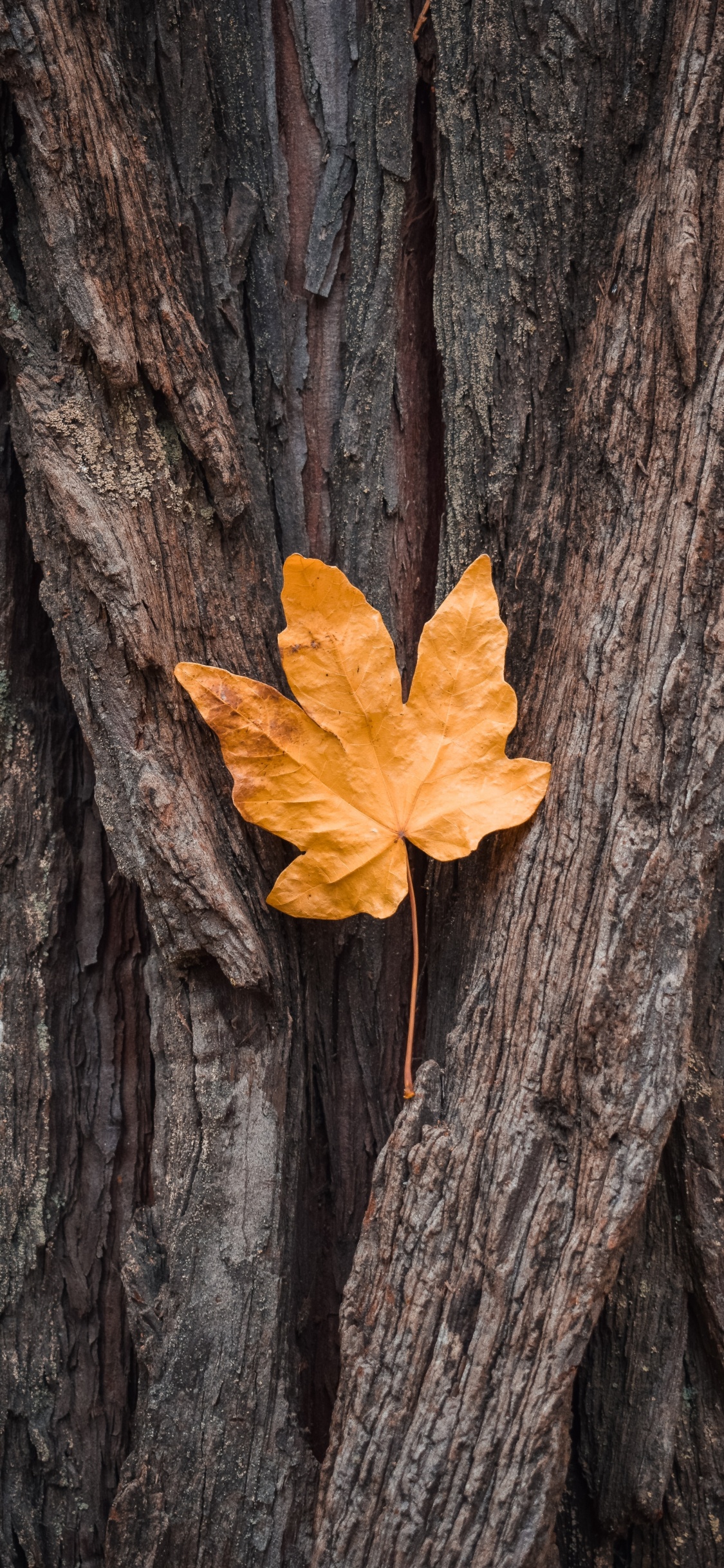 Обои кленовый лист, shellbark гикори, Пакистан, гороскоп, Черный клен в разрешении 1125x2436