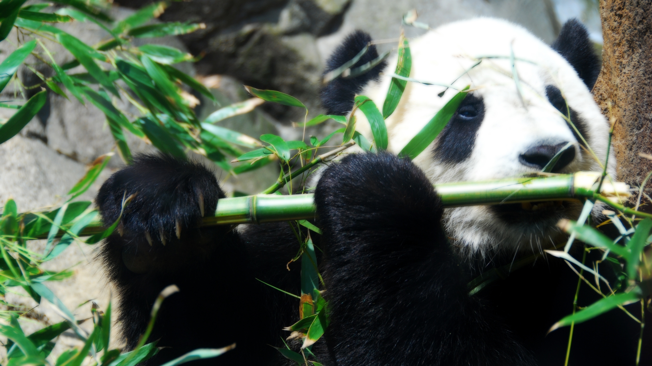 Обои гигантская панда, Красная панда, медведь, наземные животные, зоопарк в разрешении 2560x1440
